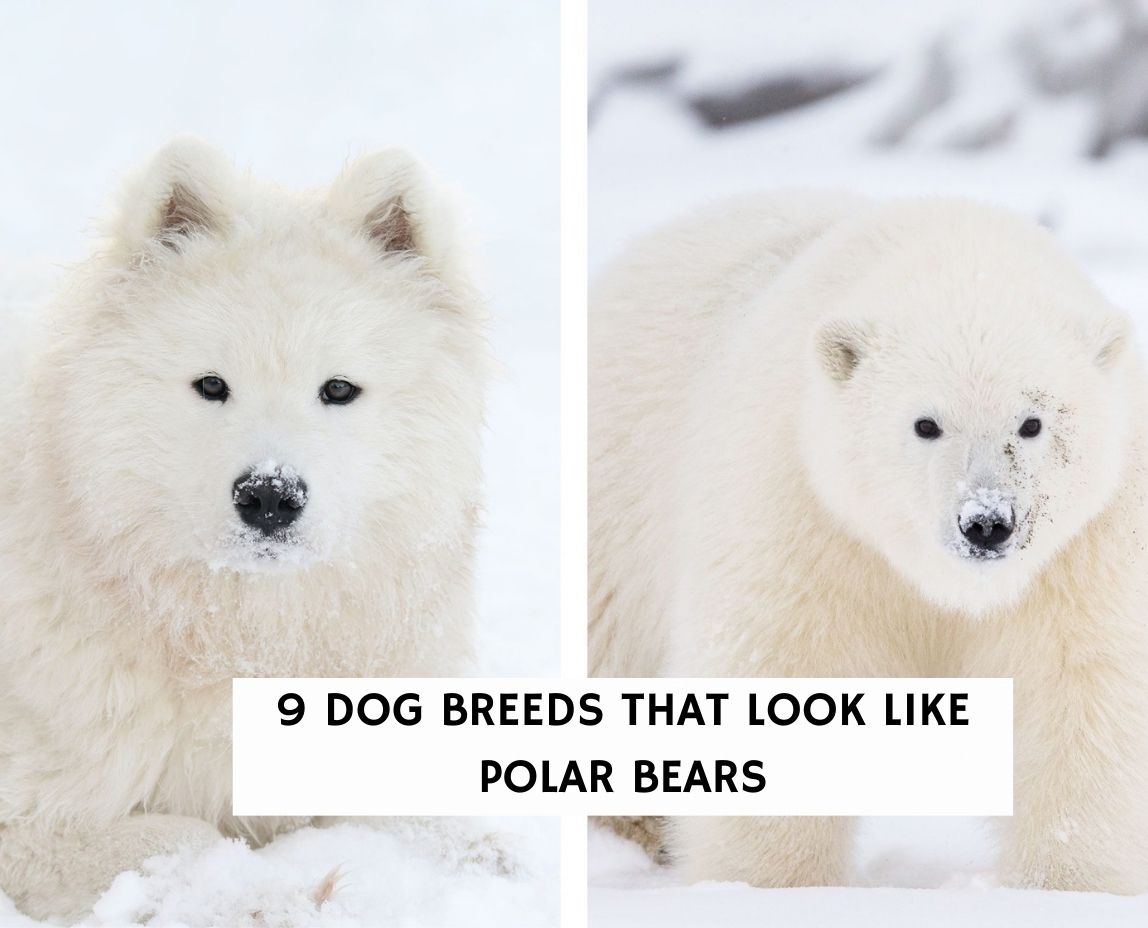 a dog that looks like a polar bear