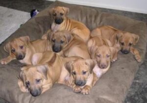 rhodesian aegis ridgeback ridgebacks