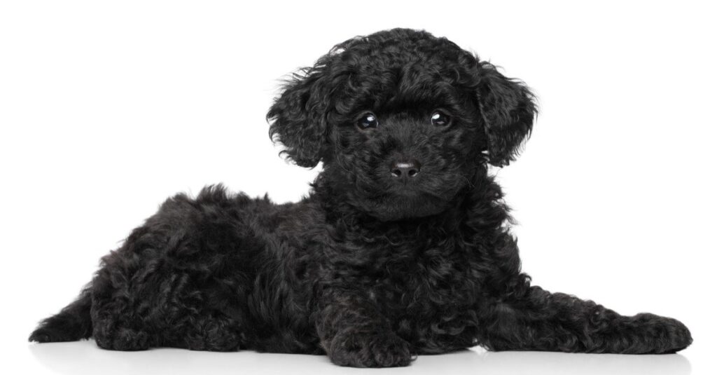 black toy poodle stuffed animal