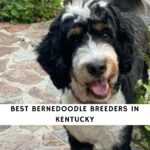 Bernedoodle Breeders in Kentucky