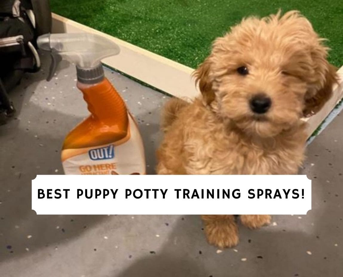 the-best-puppy-potty-training-sprays-2024-we-love-doodles