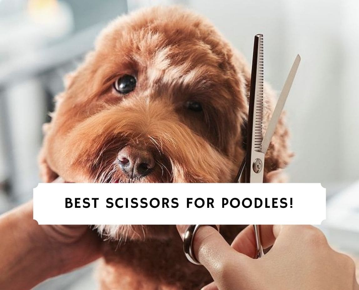 The 8 Best Scissors for Poodles! (2024) We Love Doodles
