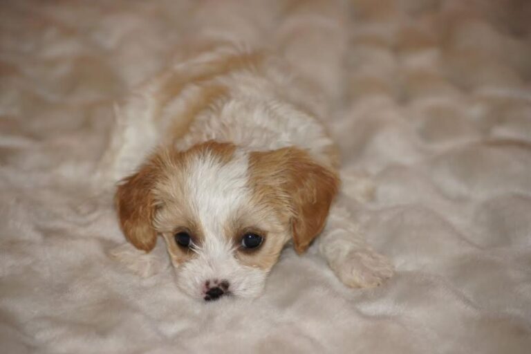 12 Best Cavapoo Breeders in the U.S.!