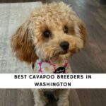 Cavapoo Breeders in Washington