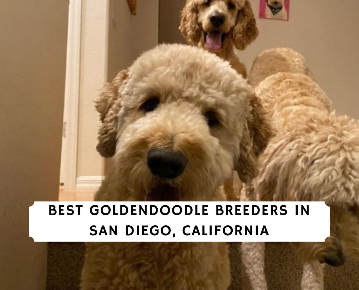 is goldendoodle a recognized breed