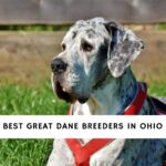 Great Dane Breeders in Ohio
