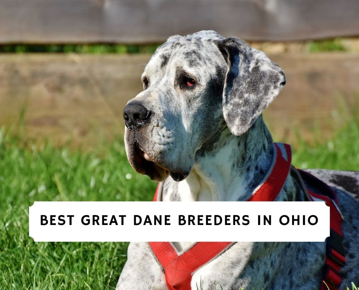 how much does a brindle great dane cost