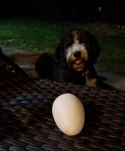 can my dog have an egg every day