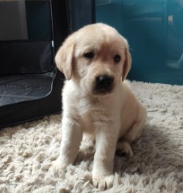 Labrador Puppies For Sale in Virginia