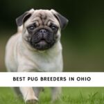 Pug Breeders in Ohio