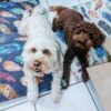 5 Best Cockapoo Breeders in Washington! (2022) - We Love Doodles