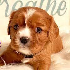 Puppys N Love
