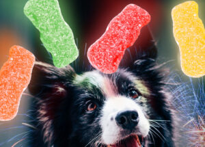 are sour patch kids bad for dogs