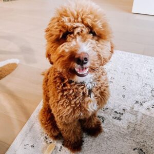 Southern Cross Australian Labradoodles