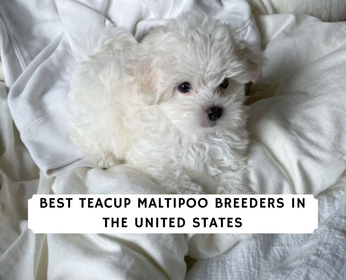 toy maltipoo puppies for sale near me