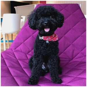 black female toy poodle