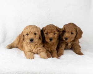 Usdoodles