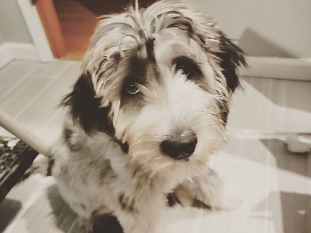 aussiedoodle breeders southeast