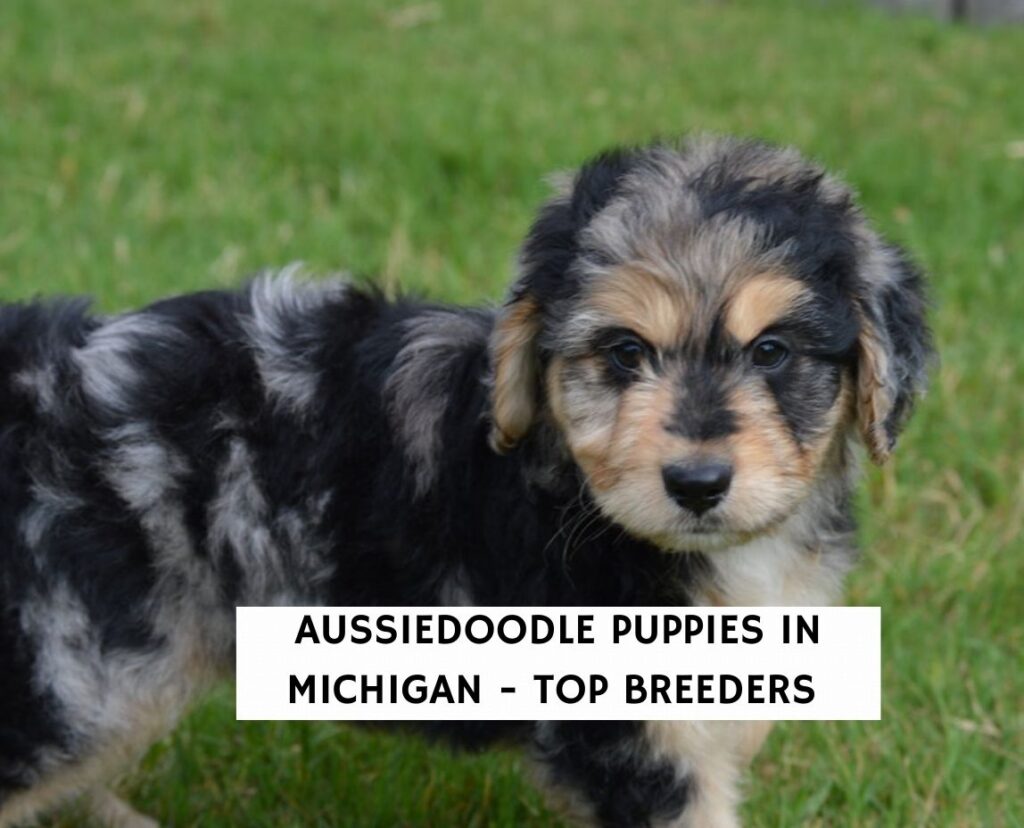 Aussiedoodle Puppies In Michigan – Top 9 Breeders