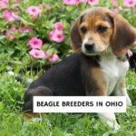 Beagle Breeders in Ohio
