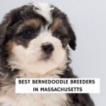 Best Bernedoodle Breeders in Massachusetts