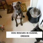 Best Dog Rescues in Eugene, Oregon