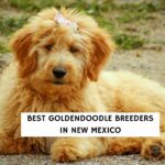 Best Goldendoodle Breeders in New Mexico
