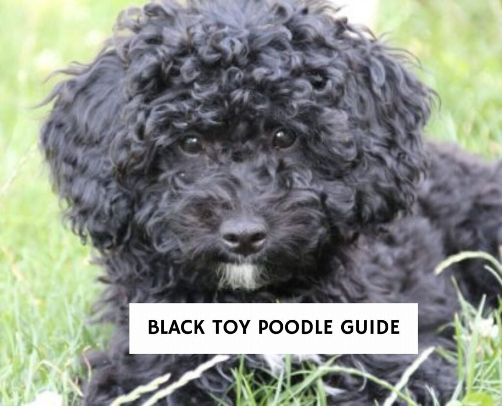 black toy poodle stuffed animal