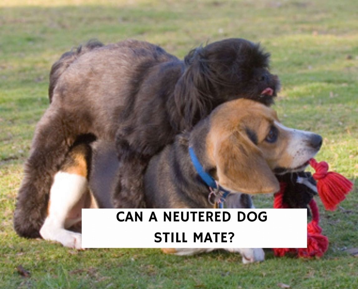 Can A Neutered Dog Still Mate 2022 We Love Doodles