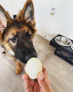 mogen honden dagelijks eieren eten