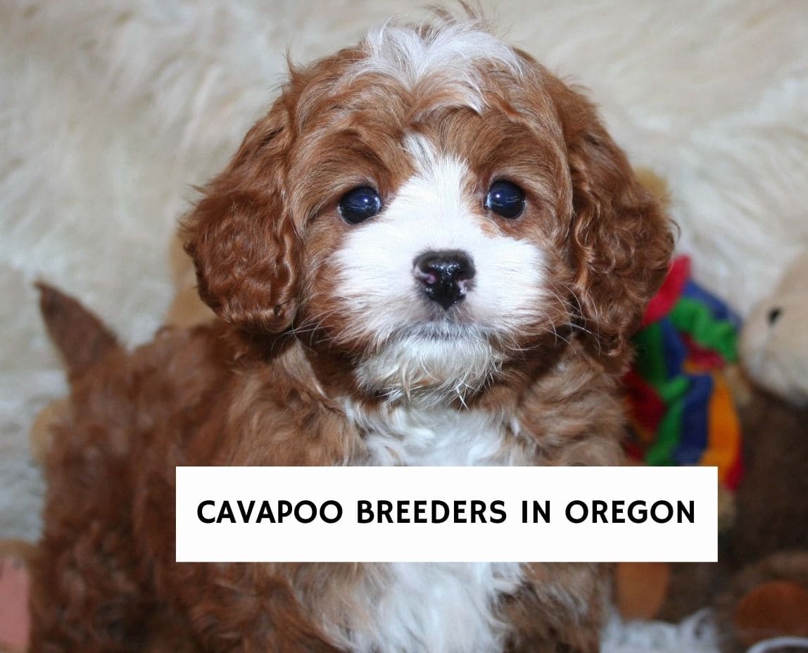 toy cavoodle breeders near me