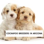 Cockapoo Breeders in Arizona
