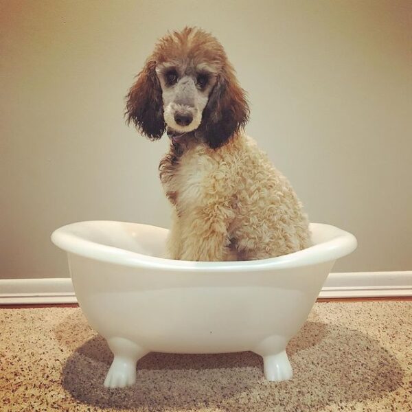The Best Conditioner for Poodles! (2024) We Love Doodles