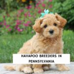 Havapoo Breeders in Pennsylvania