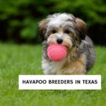 Havapoo Breeders in Texas