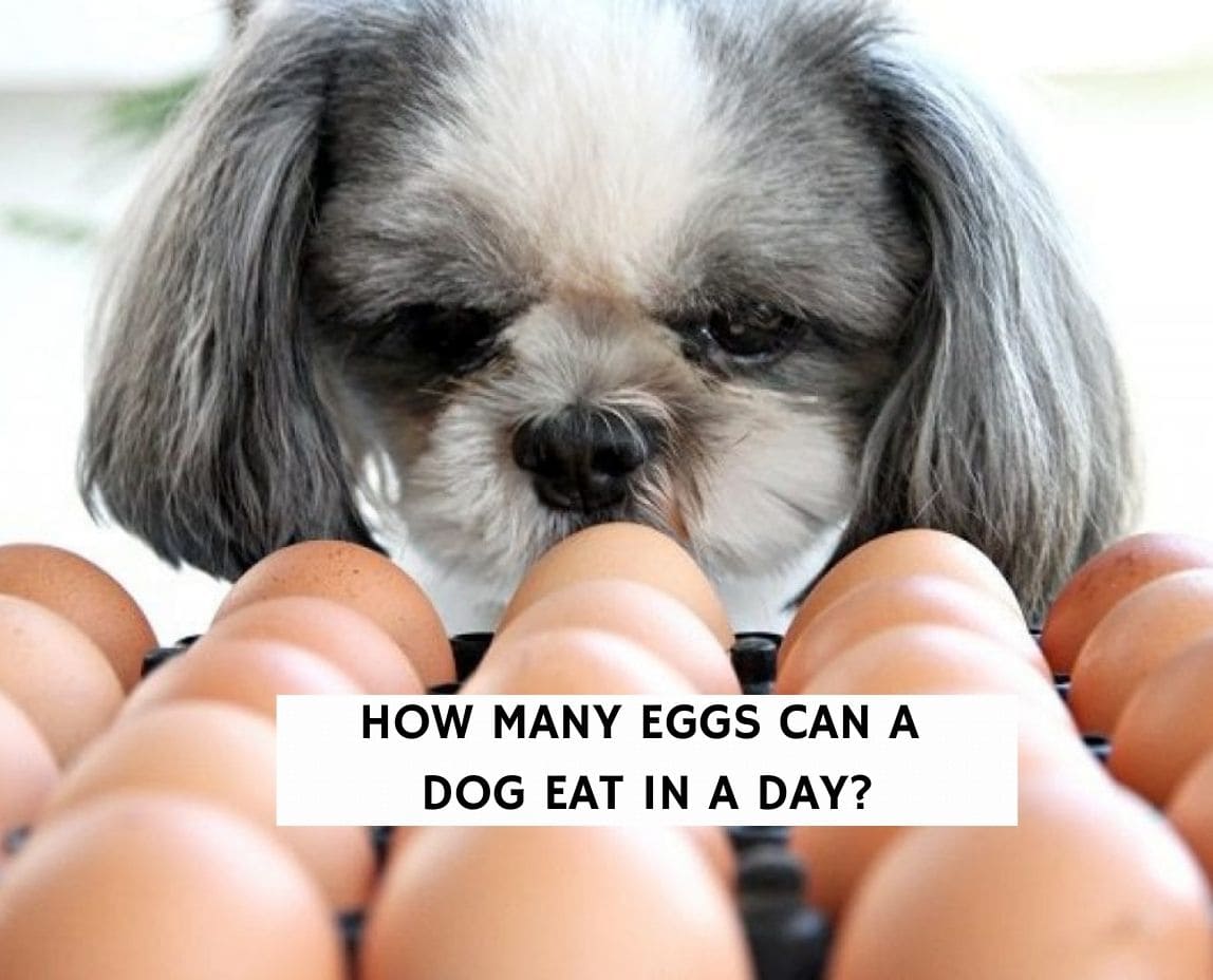 how many eggs can a puppy have a day