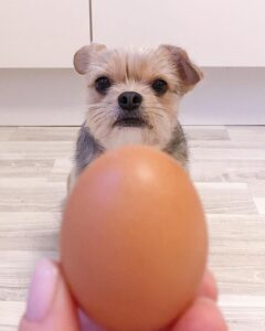  hvor mange egg kan jeg mate hunden min