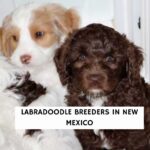 Labradoodle Breeders in New Mexico