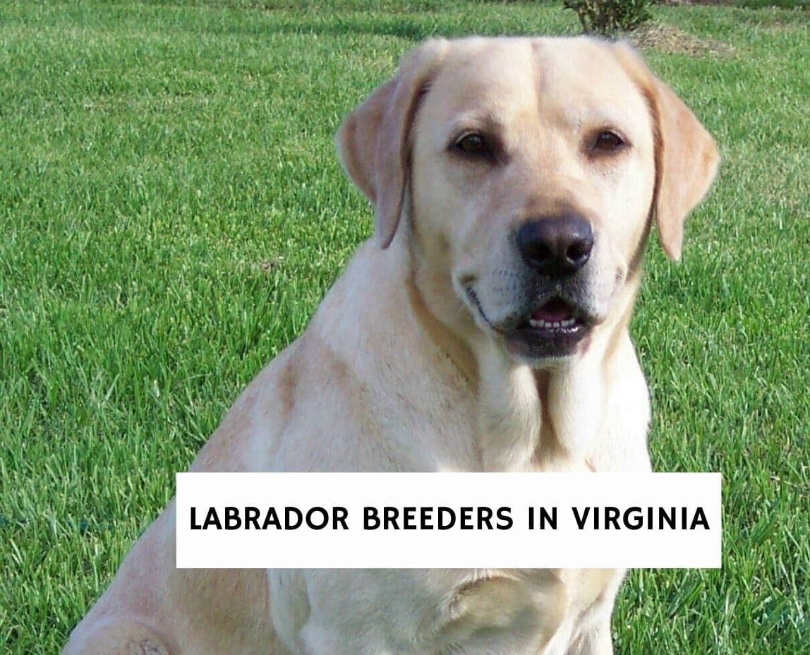 Labrador Breeders in Virginia