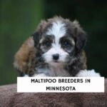 Maltipoo Breeders in Minnesota