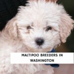 Maltipoo Breeders in Washington
