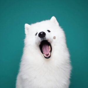 dog that looks like a polar bear