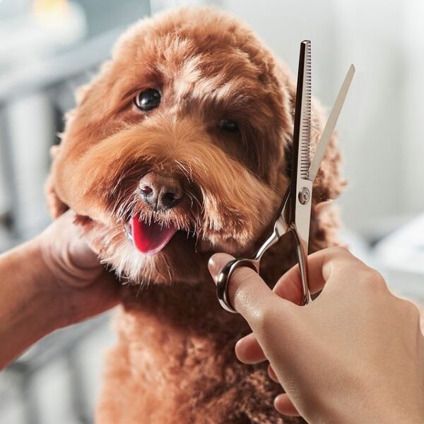 The 8 Best Scissors for Poodles! (2024) We Love Doodles