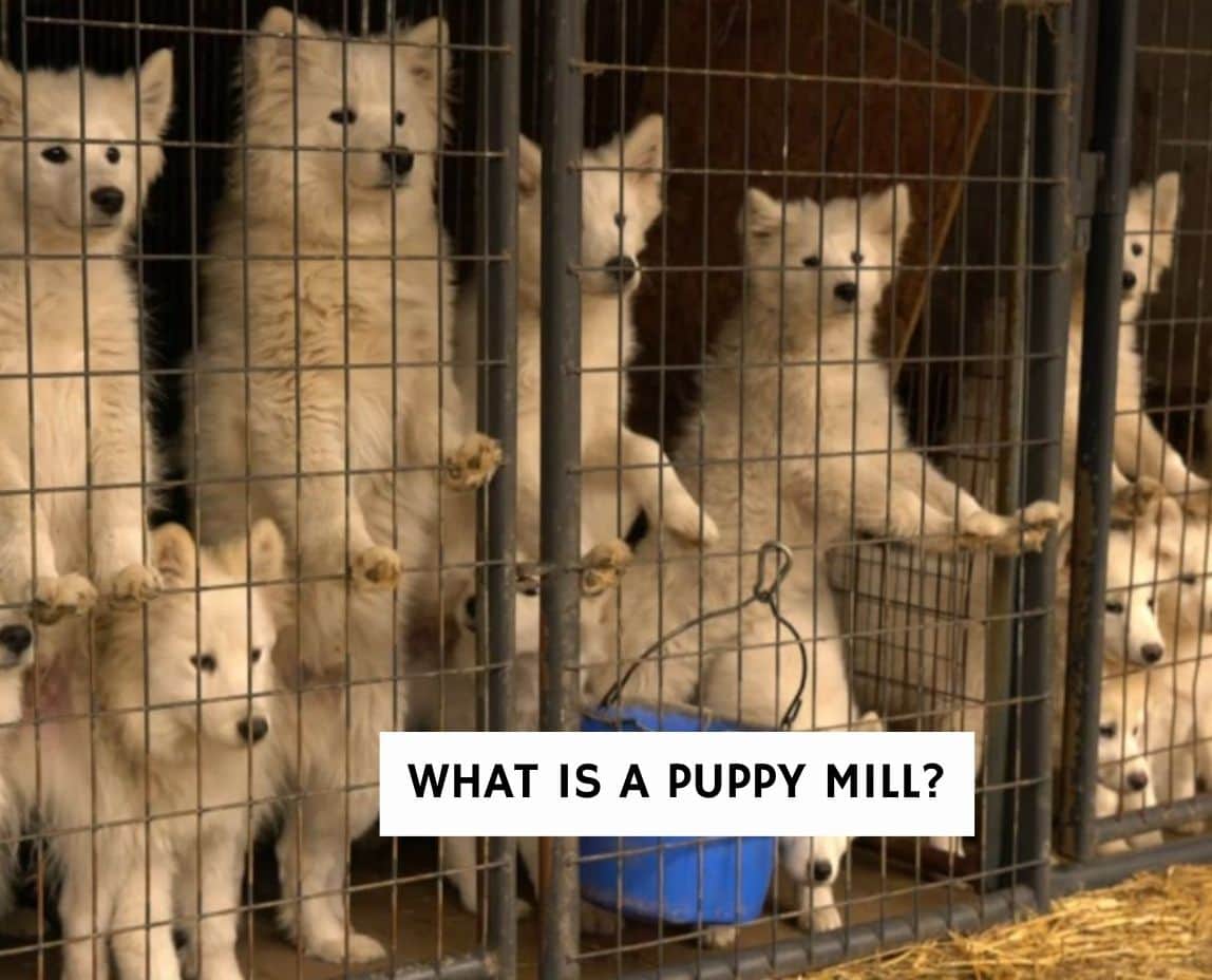 whats wrong with puppy mills