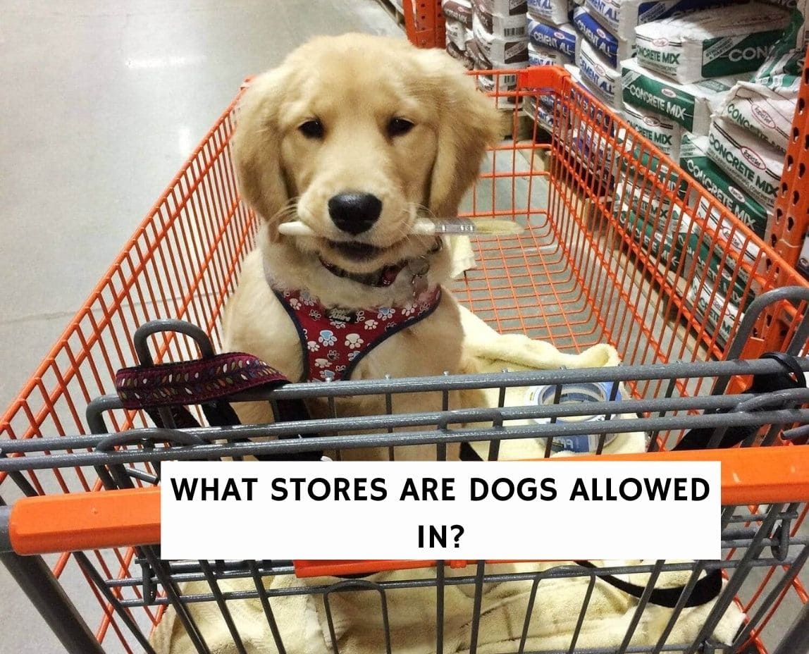 are dogs allowed inside grocery stores