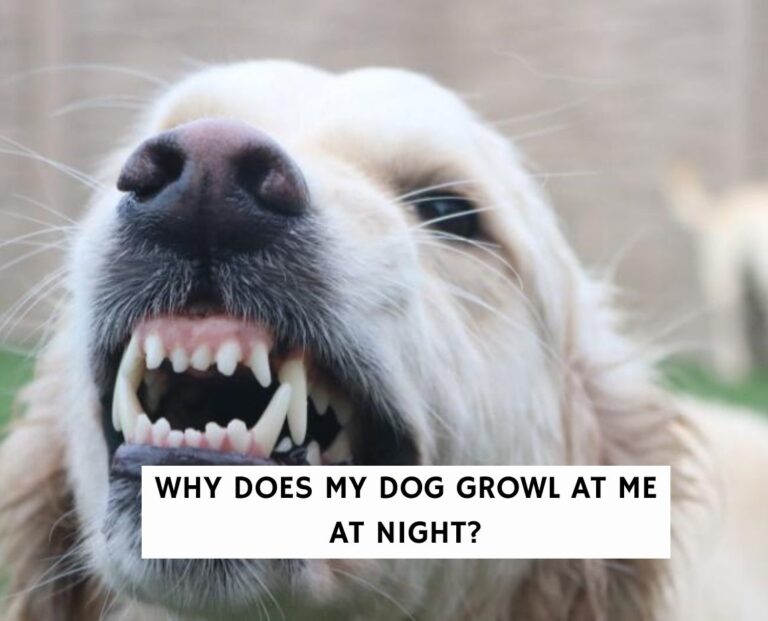 Why Does My Dog Growl At Me at Night? (2024) We Love Doodles