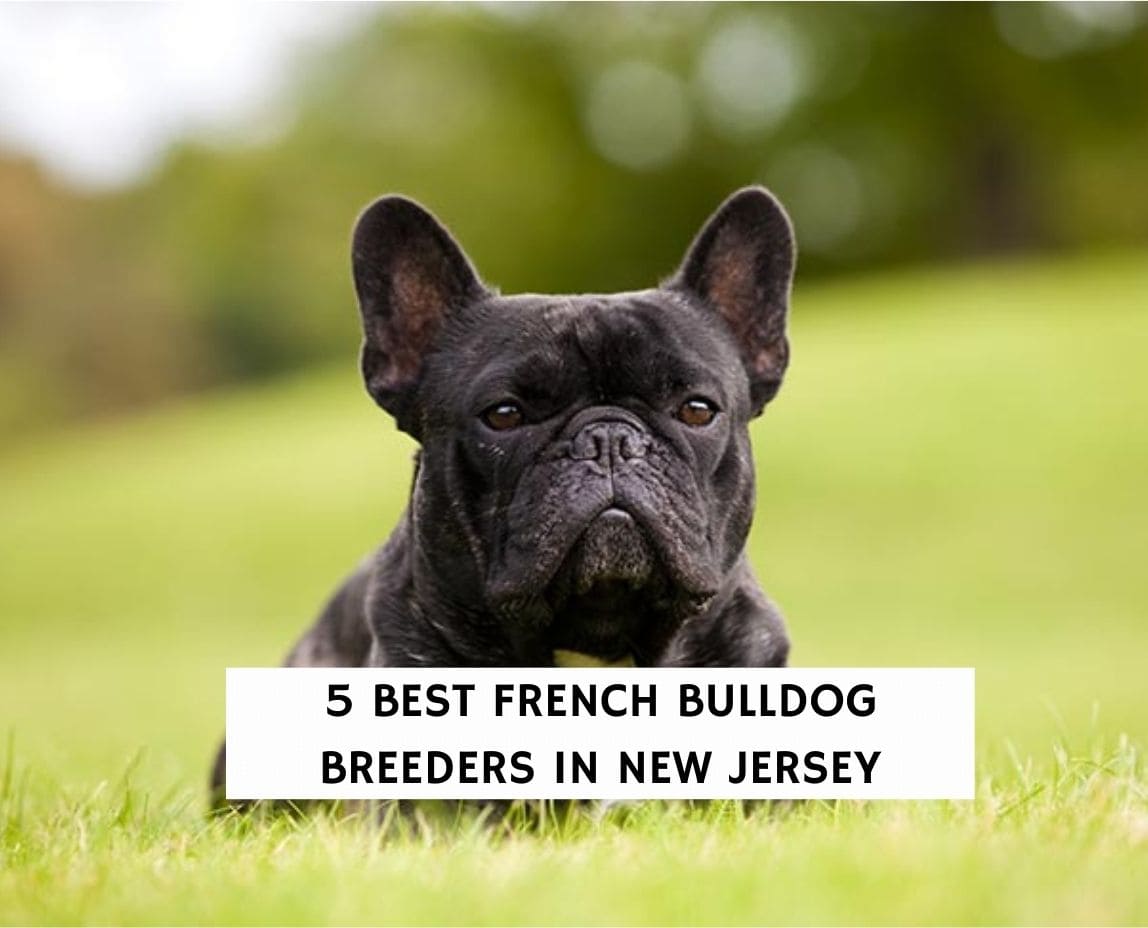 6 Best French Bulldog Breeders in New Jersey! (2023) - We Love Doodles