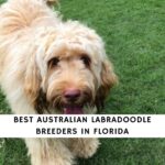 Australian Labradoodle Breeders in Florida