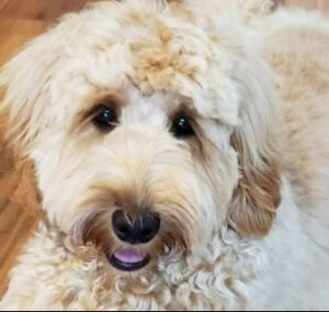 Beige Coloured Labradoodle Dog Stock