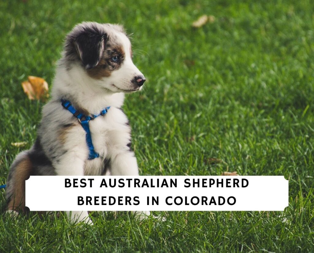 6 Best Australian Shepherd Breeders in Colorado! (2024) We Love Doodles